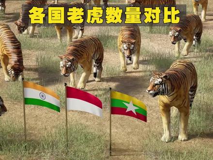 2023年,不同国家的老虎数量对比,看看哪个国家拥有最多老虎?