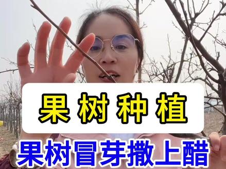 果树冒芽撒上醋,春梢健壮果满树#果树 #果树种植 #果树高产管理 #果园管理