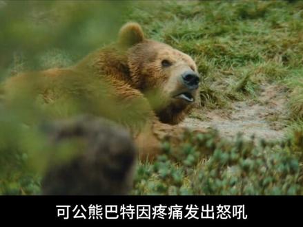 小熊离开妈妈后的艰难生活。#动物世界 #棕熊 #保护野生动物 #动物的迷惑行为 #熊