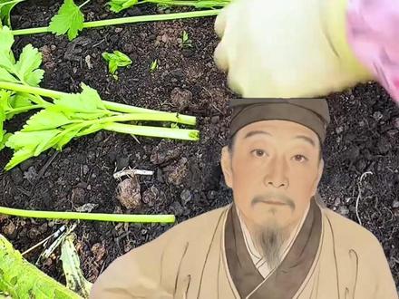 种地高产小妙招! #蔬菜种植 #种植小技巧 #三农