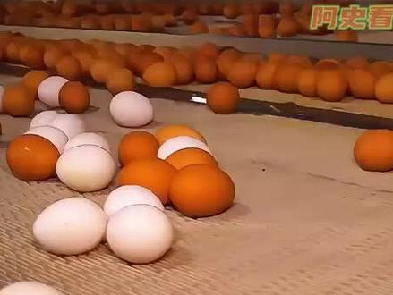 人造鸡蛋是怎样生产的