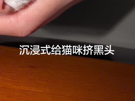 沉浸式给猫咪挤黑头(挤完已猫条道歉)#解压 #猫咪