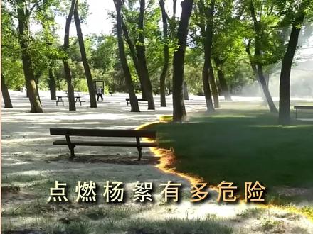 这就是为什么不要点燃杨絮的原因 #涨知识 #杨絮