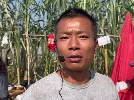 真人版“偷甘蔗”农场火了,老板称“越火越亏”,开始收入场费和镰刀押金#偷甘蔗 #四川眉山