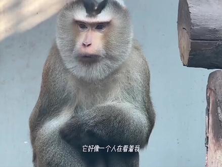 鹿鹿重庆vlog来哦 #白鹿 #vlog