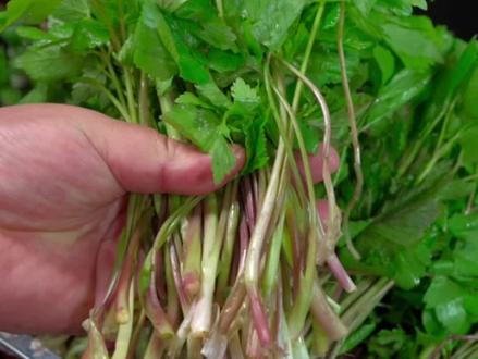 山菜的储存方法#美食教程 #东北山野菜