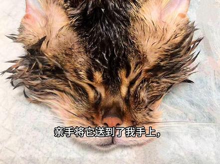 去了喵星要快乐
养的胖呼呼的小猫,因为疾病去了喵星
#小猫 #喵星人 #标本 #标本制作 #猫