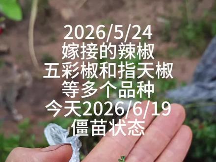 #托鲁巴姆 可以嫁接辣椒吗?听听专家怎么说?