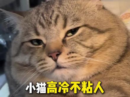 猫咪高冷不粘人其实是你的问题 #新手养猫 #给春日养宠支个招 #科学养宠攻略 #养猫人 #养猫知识