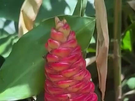 分享16种奇特的植物。 #植物科普 #植物 #花卉绿植