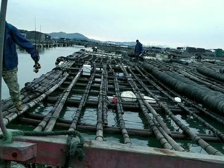 竹排 鱼排 筏钓通线钓组分享。 用这线组钓鱼小伙伴都爆箱。