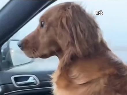 主人带着两只狗出去玩,让它坐后面不是没有理由的#狗狗