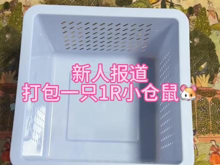 新人报道福利小熊!#仓鼠日常 #宠物鼠 #萌宠小仓鼠 #养鼠日常分享 #仓鼠熊