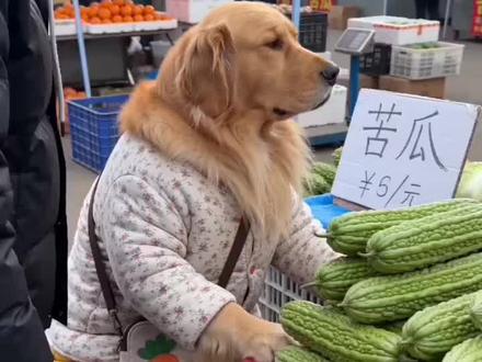 #AI柯基苦瓜摊趣事 #随变ai随便玩 这瓜到底甜不甜啊?