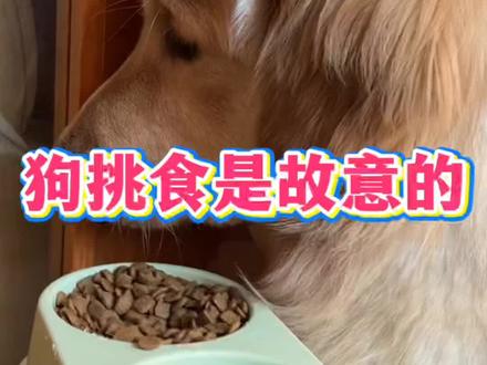 狗挑食其实是故意的#狗狗 #养狗经验分享 #科学养宠攻略 #养宠进阶指南 #狗狗驱虫