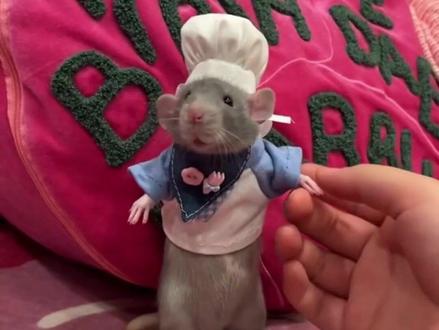 分享一下可爱的鼠鼠#涨知识 #神奇动物在抖音 #抖音萌宠