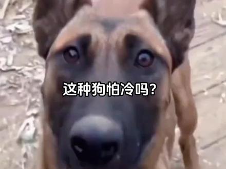 你家狗子怕冷吗!#科普一下 #狗