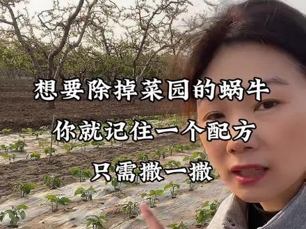 想要除掉菜园里面的蜗牛,你就记住一个配方,在菜园里撒一撒就可以了#蜗牛 #鼻涕虫 #四聚乙醛#防蜗牛小妙招