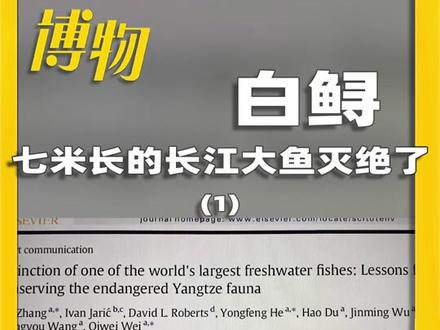 再也见不到的长鼻子长江大鱼——#白鲟。#神奇动物在抖音 #涨知识 #科普 #海洋生物 #科普一下