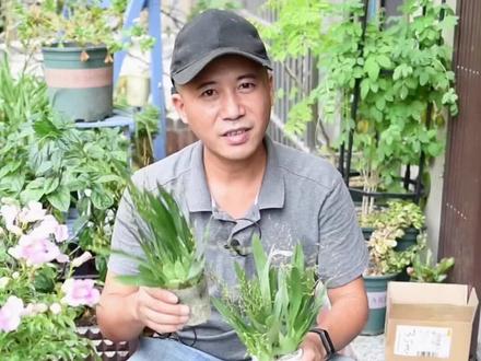 秋天就种文心兰,室内也能养开花,香气四溢能开3个月