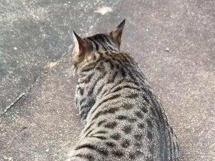 来学怎么让小猫情绪更稳定?来汽水音乐设置手机铃声