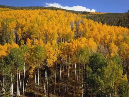 “那就是白杨树,西北极普通的一种树” #白杨礼赞 #西北