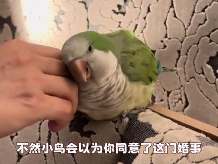 小鸟不可以爱上主人哟~ #鹦鹉 #宠物 #手养鸟