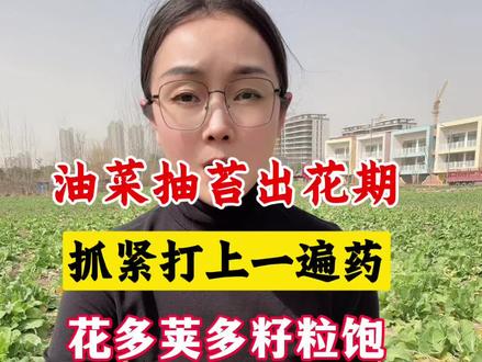 油菜抽薹开花期抓紧打上一遍药,花多荚多产量高!#油菜种植 #油菜高产 #油菜高产套餐 #油菜菌核病 #油菜高产种植技术