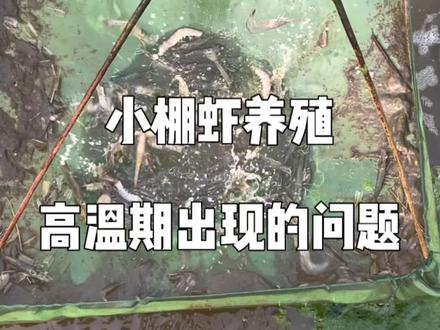 小棚虾养殖,天气温度持续上升,对虾出现浮头肌肉白灼的现象。养殖户朋友一定注意做好急救。#南美白对虾 #养虾人 #高密度养殖 #水产人