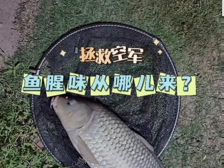 怎么烧鱼才没有腥味?#原来钓鱼才是抖音运动顶流 #出发吧伟大的钓手 #2023dou来钓鱼 #泡沫逗钓 #去腥