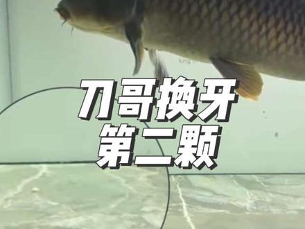 刀刀又换了一颗牙#刀疤鲤#暖心阿哲#刀疤鲤#刀疤鲤