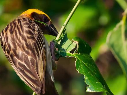#神奇大自然#该视频来源网络#