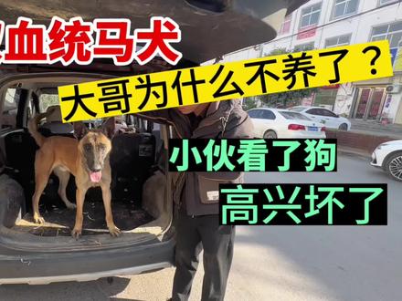 双血统马犬,大哥为何不养了,小伙看了之后非常高兴#狗市 #马犬 #河南 #动力马犬 #纯种马犬