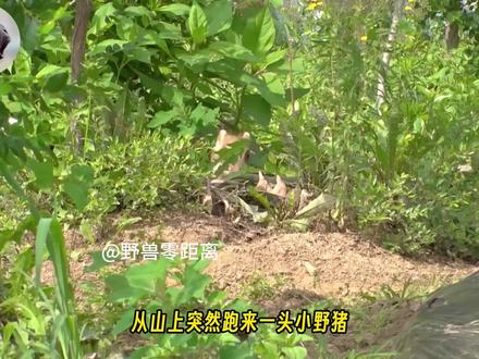 这小野猪是来报恩的,不仅救了大叔,还会帮大叔“干活”!