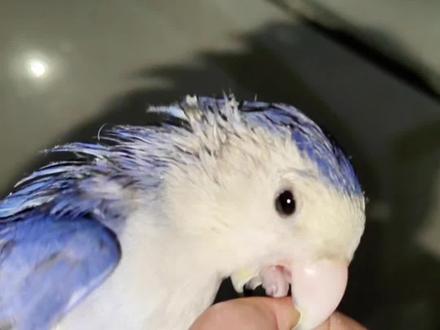 很多朋友想知道多好从粘鼠板上解救下来后的情况,感谢大家的关心和出谋划策!多好它很好,能吃能喝能咬人,还在继续孵蛋中,六个蛋全中。我会继续更新它的恢复情况,感谢大家的关注!#牡丹鹦鹉 #散养鹦鹉 #十一归无 #鹦鹉