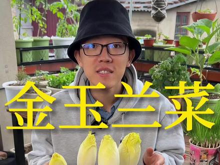 室内就可以种植不要阳光的金玉兰沙拉菜#室内种植#金玉兰菜 #菊苣 #种菜