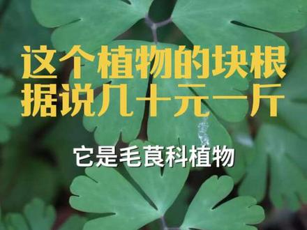 它是毛茛科植物天葵的块根,也是传统中药材-天葵子#植物科普 #植物百科#草药科普 #天葵子 #千年老鼠屎