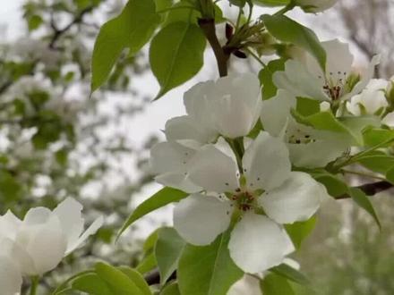 @抖音小助手 哈尔滨古梨园的135岁梨树,开花时冠盖的面积有300平方米,4月末的开花期像是一把雪白的巨伞。