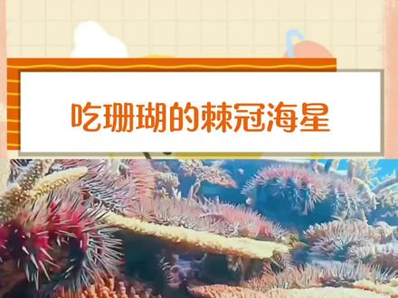 一物降一物。#棘冠海星 ##抖音看世界 #珊瑚