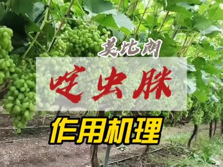 啶虫脒作用机理,啶虫脒有什么作用都杀什么害虫#农资 #农药 #病虫害防治 #农业种植 #杀虫剂
