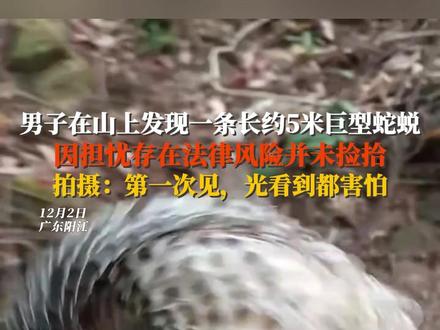 男子在山上发现一条长约5米巨型蛇蜕,因担忧存在法律风险并未捡拾;拍摄:第一次见,光看到都害怕#蛇蜕 #自然奇观