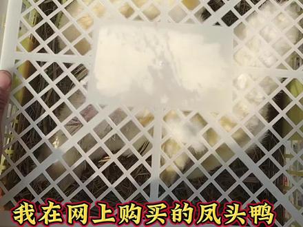 网上购买的凤头白鸭到货了#珍禽养殖 #自繁自养 #观赏鸡