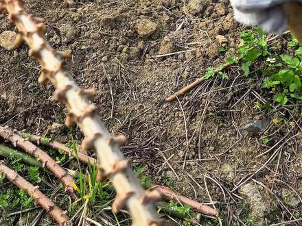 种了多年木薯,产量总上不去?
别人家亩产上万斤,你的才一半?
不是土地不肥,而是方法没对!
##木薯种植 #农业技术 #高产种植 #新农人计划