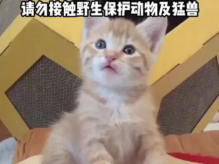 为什么说老虎舔一口会掉一层皮?猫科动物的舌头放大后什么样?#猫知识 #动物冷知识 #宠物科普 #宠物知识 #猫科动物 #动物的迷惑行为 #养宠进阶指南 #宠物百科 #大猫 #猫奴