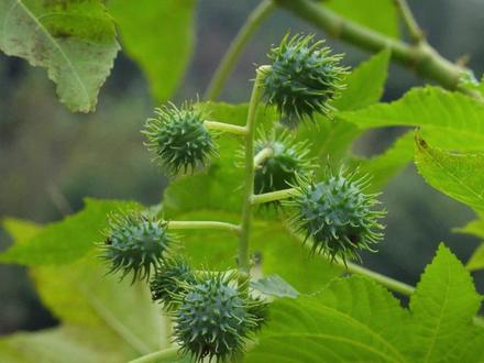 它曾被定为战略物资,而现在认识的人很少,它剧毒!