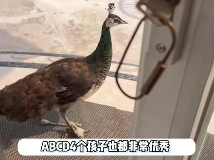 ABCD妈秀财阀生活!家里养孔雀有10名佣人,保姆收年礼比白领都多#abcd妈 #网红 #年礼 #财阀
