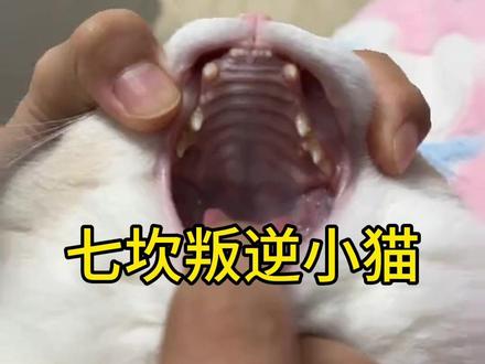 我这是七坎叛逆小猫#古法相猫 #我的猫 #猫咪日常 #绝世好猫 #小猫咪能有什么坏心眼