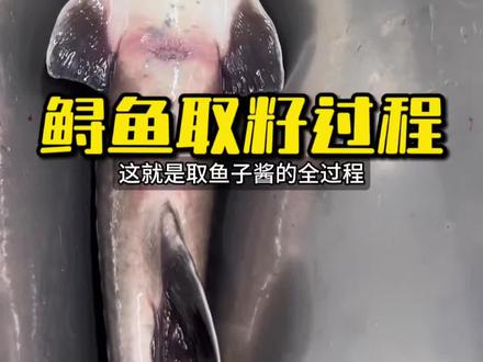 原来橘子酱是这么取的! #鱼子酱 #鲟鱼 #长见识