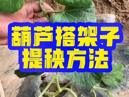 新手种植葫芦不会搭架子,可以用这个方法,好用又省事。#葫芦苗移栽技术 #葫芦苗搭架子#葫芦苗提秧#葫芦苗