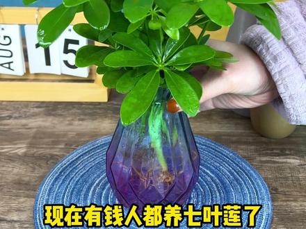 家里什么都不养,一定要养一盆#七叶莲 ,一年四季常绿,非常好养